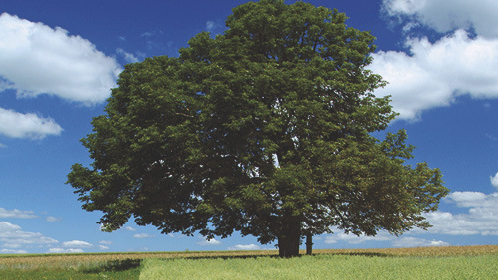 Baum